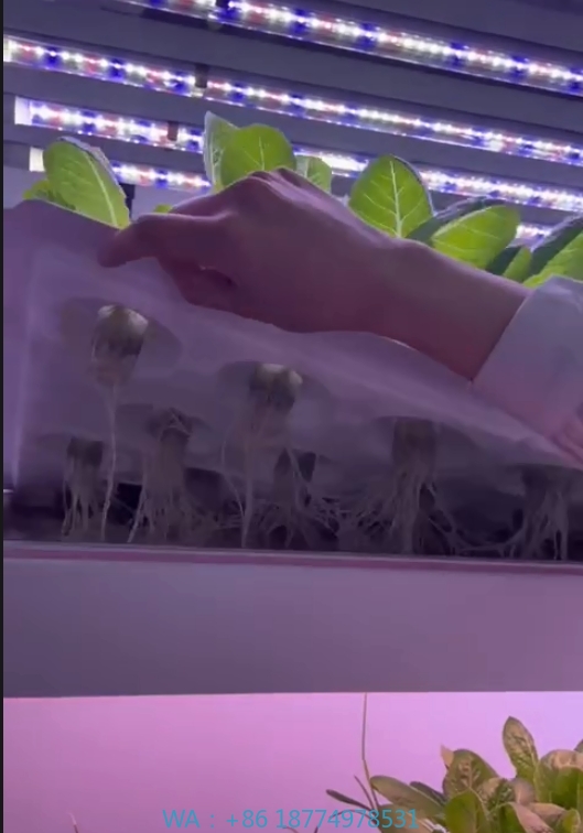 Agriculture Farming Vegetables - F Estufa Equipamento Agrícola Cresce Cogumelo